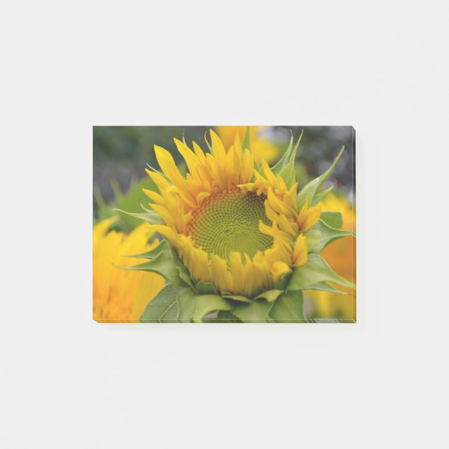 Budding Sunflower Post-it Notes (Front)