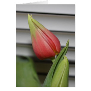 Budding Tulip