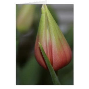 Budding Tulip #2