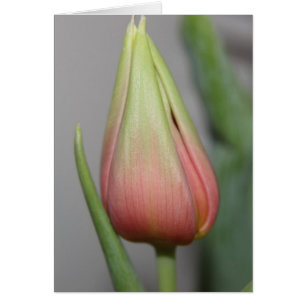 Budding Tulip #3