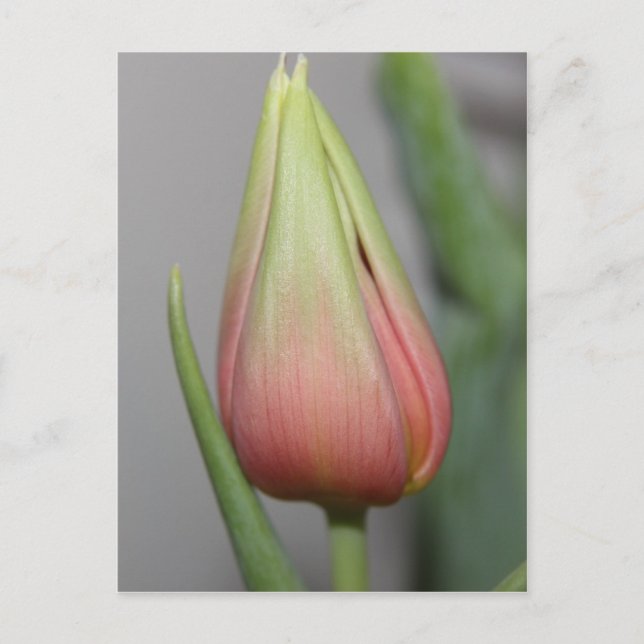 Budding Tulip #3 Postcard (Front)