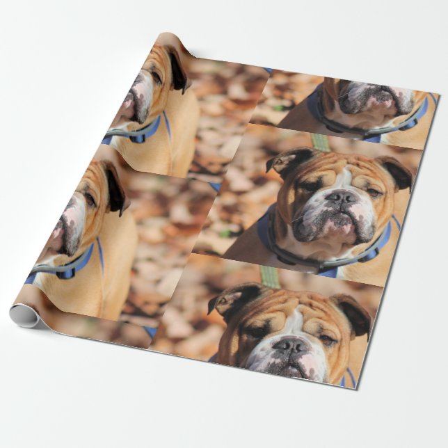 Buddt Bulldog Wrapping Paper (Unrolled)