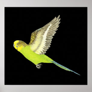 Budgerigar flying - Melopsittacus undulatus Poster