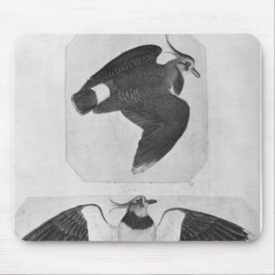 Budgerigars, from the The Vallardi Album Mouse Pad