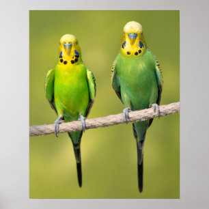 Budgerigars perched on a rope poster