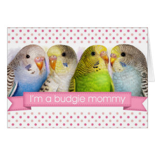 Budgerigars realistic painting