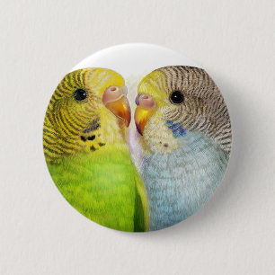 Budgerigars realistic painting 6 cm round badge