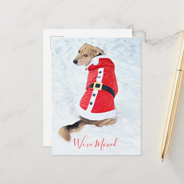 Budget Moving Christmas Dog In Cute Red Santa Suit Postcard (Front/Back In Situ)