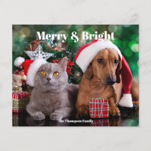Budget Pet Merry and Bright Photo Holiday