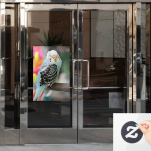 Budgie