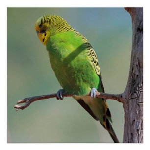 Budgie_2015_0102 Poster