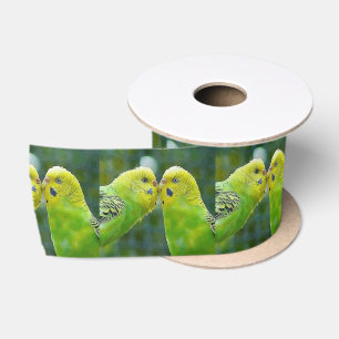 Budgie_2015_0604 Satin Ribbon