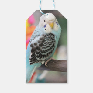 Budgie Gift Tags