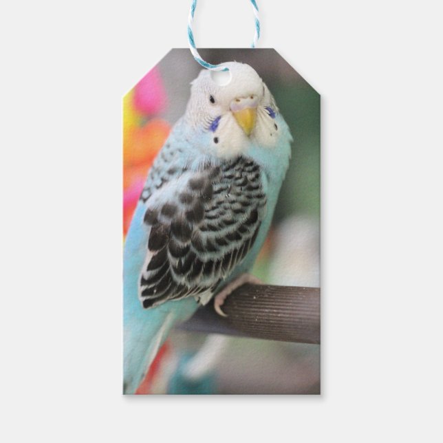 Budgie Gift Tags (Front)