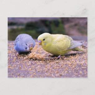 Budgie Postcard