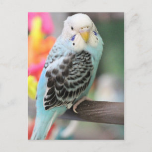 Budgie Postcard