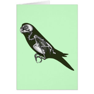 Budgie skeleton
