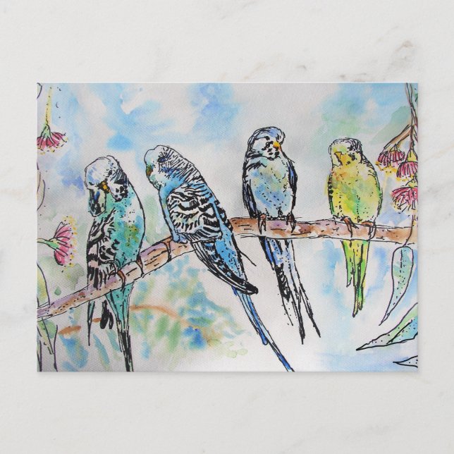 Budgie Watercolour Painting bird Budgies Aqua Teal Postcard (Front)