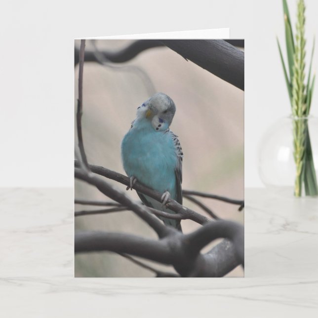 Budgie Wondering About You - Frameable Art Card (Front)
