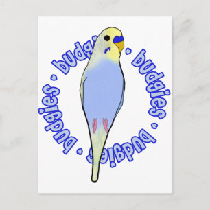 Budgies Budgies Budgies Postcard