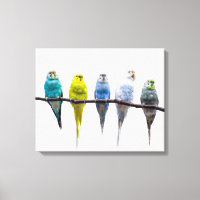 Budgies
