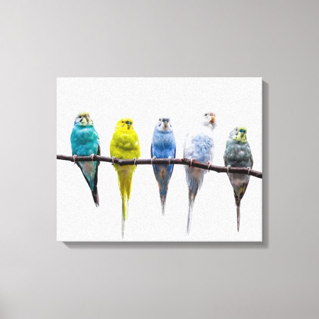 Budgies Canvas Print (Front)
