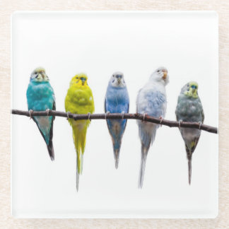 Budgies Glass Coaster