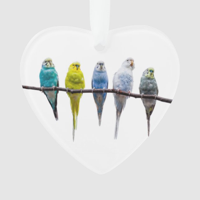 Budgies Ornament (Front)