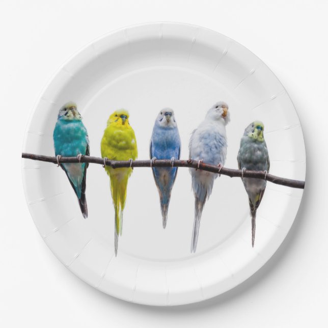 Budgies Paper Plate (Front)