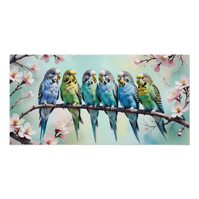 Budgies  poster (Front)
