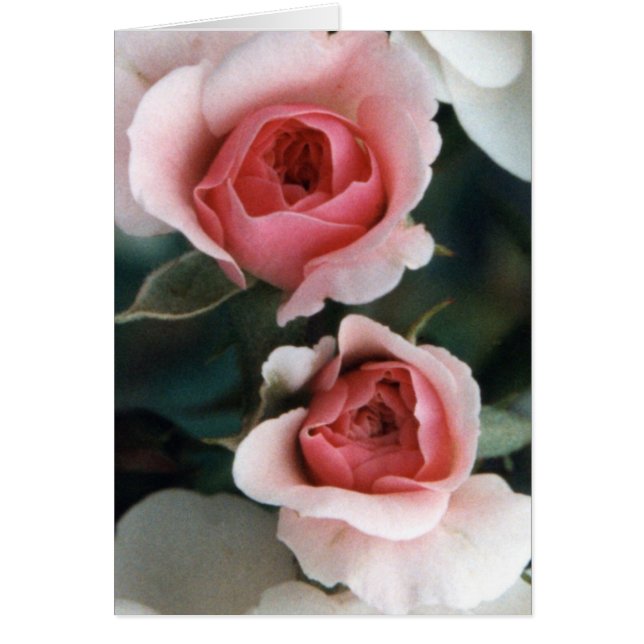 Buds becoming blossoms (Front)