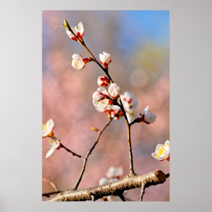 Buds Of Japanese Apricot Flowers Poster