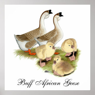 Buff African Goose Family Poster