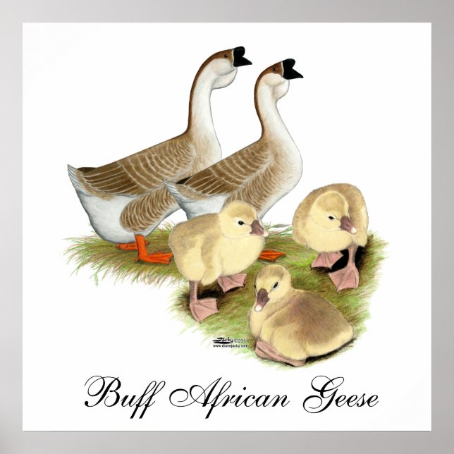 Buff African Goose Family Poster (Front)