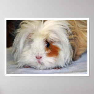 Buff and White, Lunkarya, Guinea Pig Face Poster