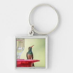 Buff-bellied hummingbird in Texas Key Ring