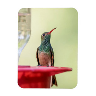 Buff-bellied hummingbird in Texas Magnet
