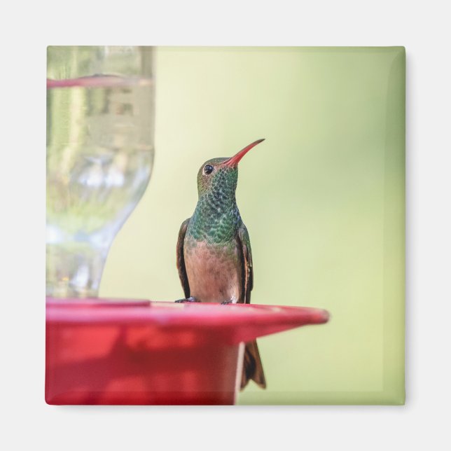 Buff-bellied hummingbird in Texas Magnet (Front)