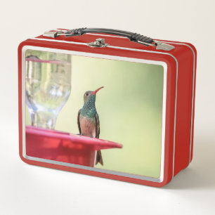 Buff-bellied hummingbird in Texas Metal Lunch Box