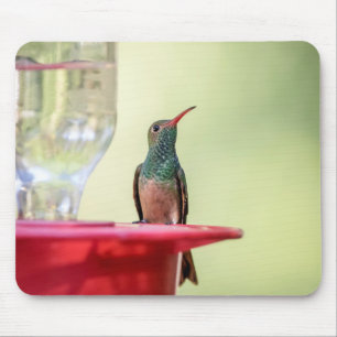 Buff-bellied hummingbird in Texas Mouse Pad