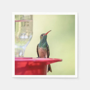 Buff-bellied hummingbird in Texas Napkin