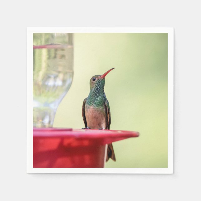 Buff-bellied hummingbird in Texas Napkin (Front)
