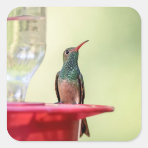 Buff-bellied hummingbird in Texas Square Sticker