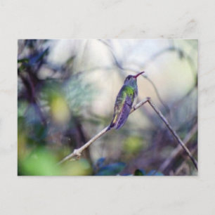 Buff-bellied Postcard