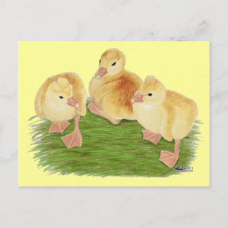 Buff Goslings Tufted Postcard