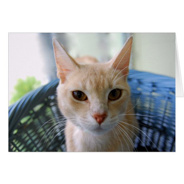 Buff Oriental Shorthair Cat (Front Horizontal)