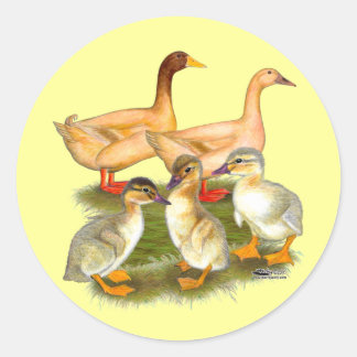 Buff Orpington Duck Family Classic Round Sticker