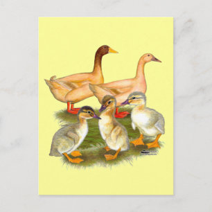 Buff Orpington Duck Family Postcard
