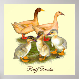 Buff Orpington Duck Family Poster