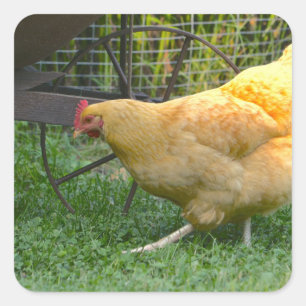 Buff Orpington Hen Sticker